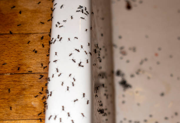 Best Flea Control Services  in Cedville, AR