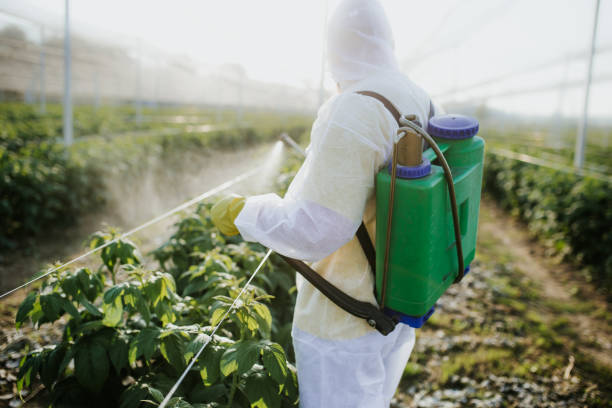 Best Insect Control  in Cedville, AR